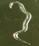 white tip nematode